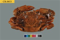 藏品(鋸緣青蟳)的圖片